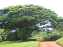 kauai 064 * 640 x 480 * (297KB)
