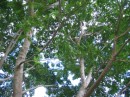 kauai 070 * 640 x 480 * (380KB)