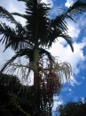 kauai 072 * 480 x 640 * (300KB)